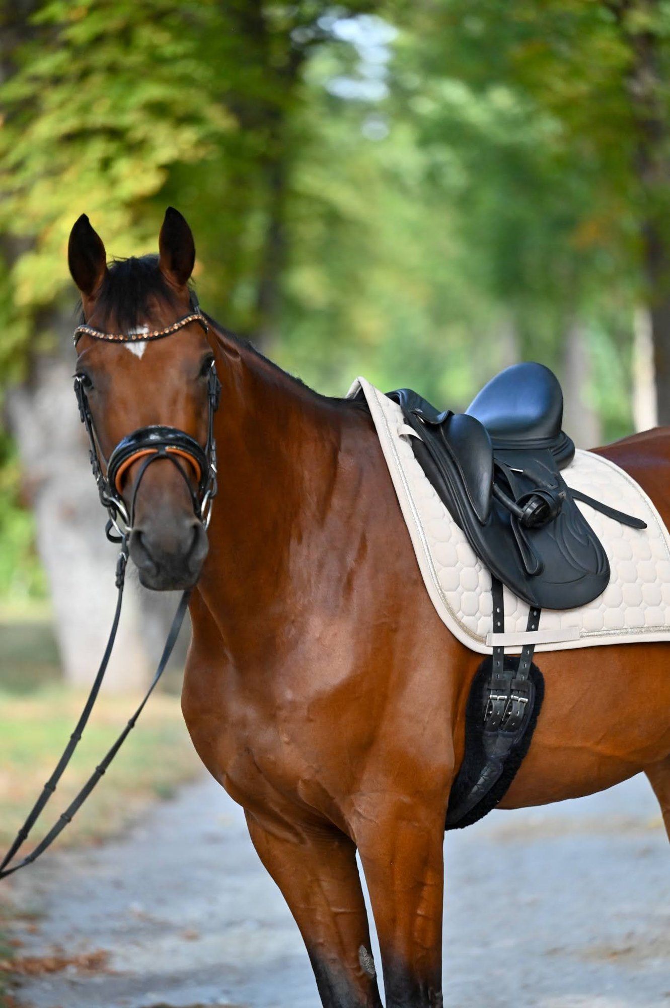 Bay horse with an Equiveron saddle looking into the camera