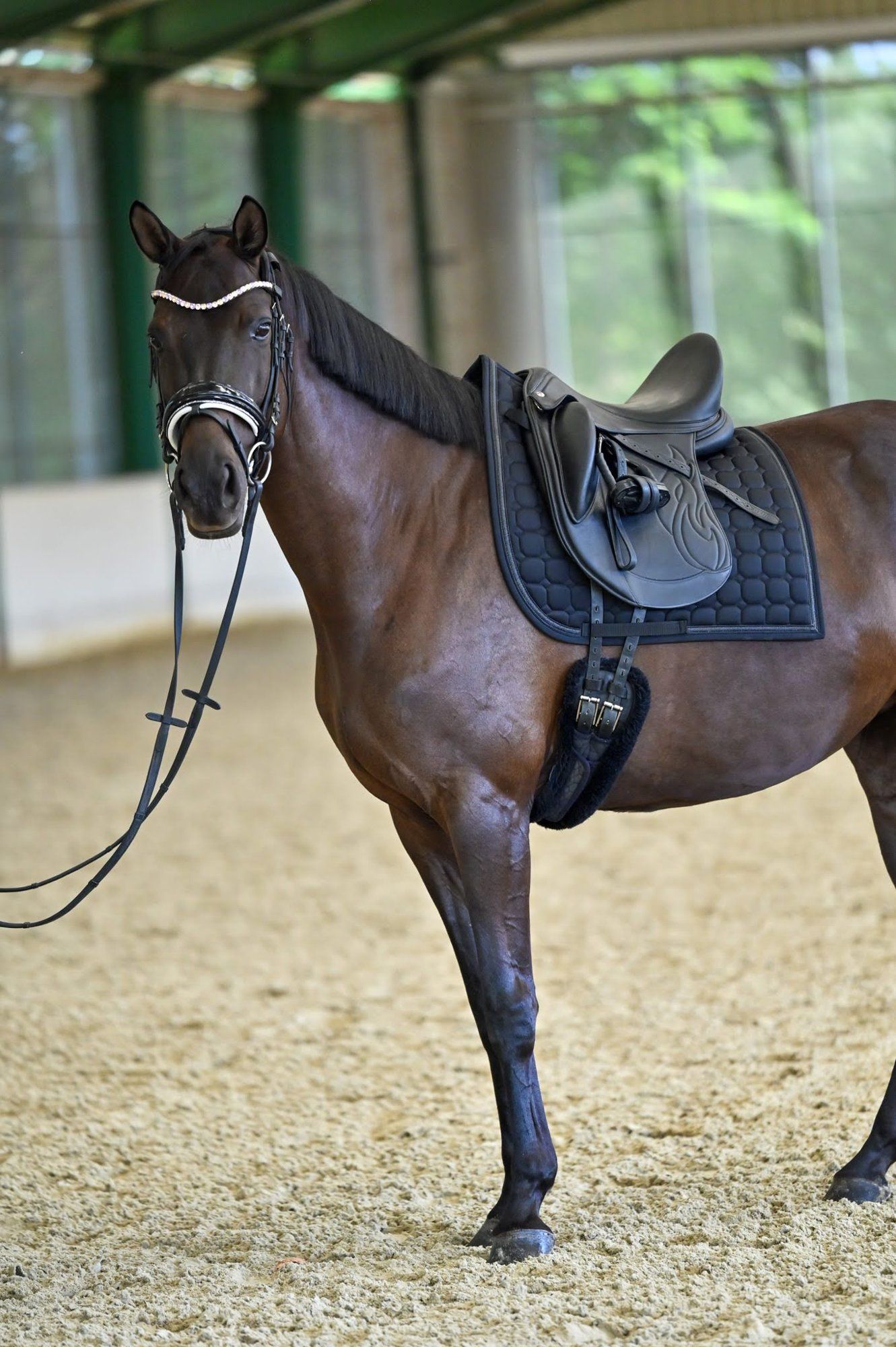 Dark bay horse with an Equiveron saddle standing in an arena